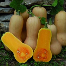 Courge « butternut »