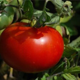 Tomate « merveille des marchés »