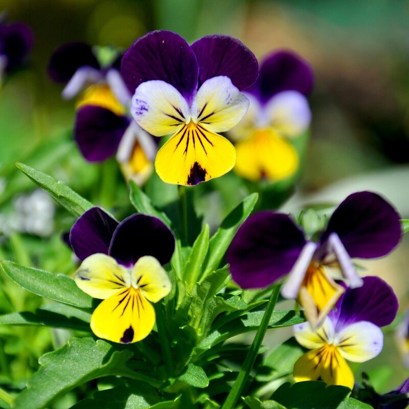 Pensée sauvage « viola tricolor » – LES BONS PLANTS D'ELISE