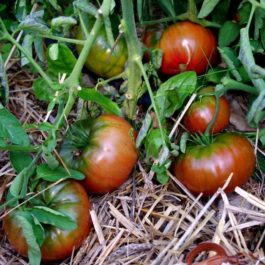 Tomate « black from Tula »