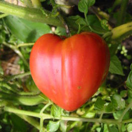 Tomate « coeur de boeuf rouge »
