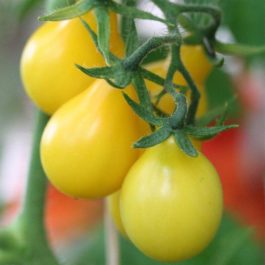 Tomate cerise « yellow pearshaped » (poire jaune)