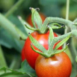 Tomate cerise « délice des jardiniers »
