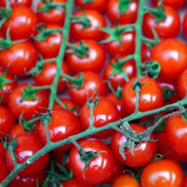 Tomate cerise « Whippersnapper »
