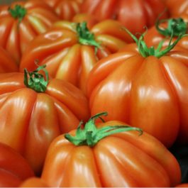 Tomate « Marmande »