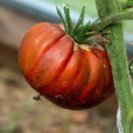 Tomate « noire de Crimée »