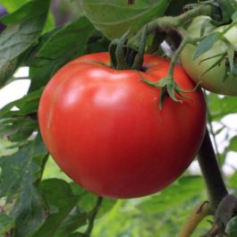 Tomate « Saint Pierre »